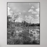 Buffallo Beaver Pond Posters