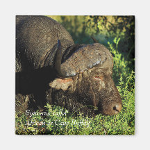 Buffalo African Syncerus caffer Fridge Magnet