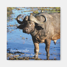 Buffalo African Syncerus caffer Magnets