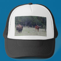 Buffalo and Longhorn hats