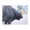 Buffalo at Kruger postcards by jenpricecreation Buffalo at Kruger postcards