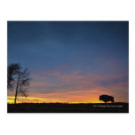 Buffalo At Sunset In Elk Island National Park Post Card