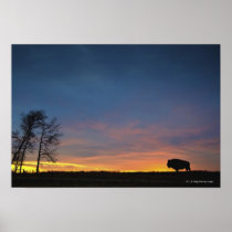 Buffalo At Sunset In Elk Island National Park