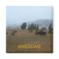 Buffalo Awesome Magnet