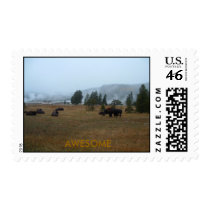 Buffalo Awesome Postage