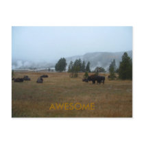 Buffalo Awesome Postcard