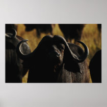 Buffalo Cape safari wall hangings Print