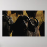 Buffalo Cape safari wall hangings Print