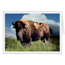 Buffalo cards