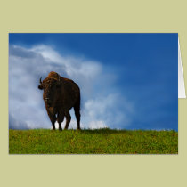 Buffalo cards