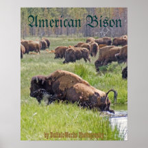 Buffalo Crossing Poster