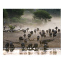 Buffalo Dust Storm posters
