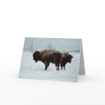 Buffalo greeting card