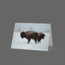 Buffalo greeting card