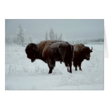 Buffalo greeting card
