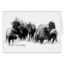 Buffalo Herd cards