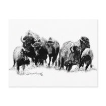 Buffalo Herd Post Cards