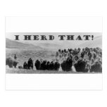 buffalo herd that playaaa postcards