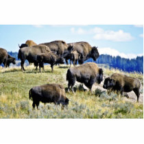 Buffalo Herd - Yellowstone National Park Cut Out