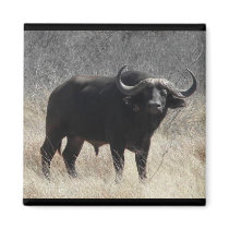 Buffalo In South Africa magnets