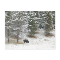 Buffalo In Yellowstone National Park Postcard