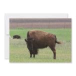 Buffalo Invitations