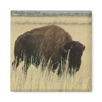 Buffalo magnets