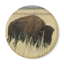 Buffalo magnets