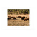 Buffalo of South Dakota posters by pam_cr Buffalo of South Dakota posters