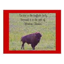 Buffalo on Lakota Lands Post Card