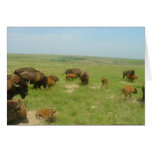 Buffalo on the Plains Greeting Cards