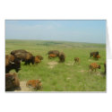 Buffalo on the Plains cards
