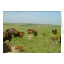 Buffalo on the Plains cards by wksimages Buffalo on the Plains cards