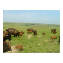 Buffalo On The Plains posters