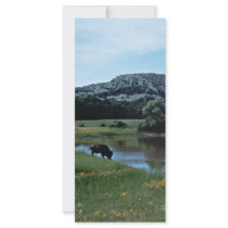 Buffalo on Wetland rack cards by animalpark Buffalo on Wetland rack cards