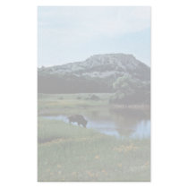 Buffalo on Wetland stationery by animalpark Buffalo on Wetland stationery