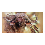 Buffalo &amp; Oxpecker Prints Photocards Custom Photo Card