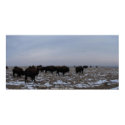 Buffalo panorama posters