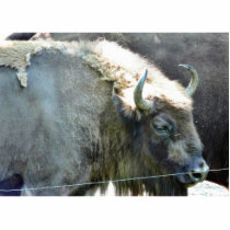 Buffalo Cut Out