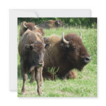 Buffalo Picture nvitation Custom Invitations