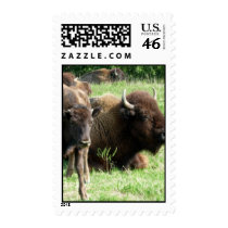 Buffalo Picture Postage Stamp