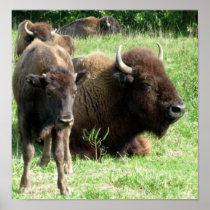 Buffalo Picture Poster Print