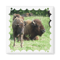 Buffalo Picture Square Magnet