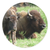 Buffalo Picture Stickers