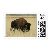 Buffalo postage