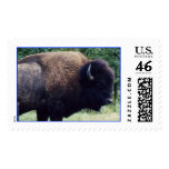 Buffalo
