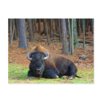 Buffalo Post Card