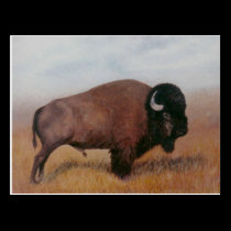 Buffalo Postcard postcards