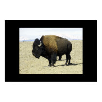 Buffalo posters