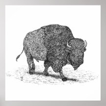 Buffalo Roaming Framed Print